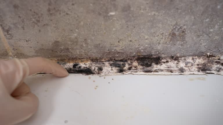 Best Basement Mold Removal  in USA